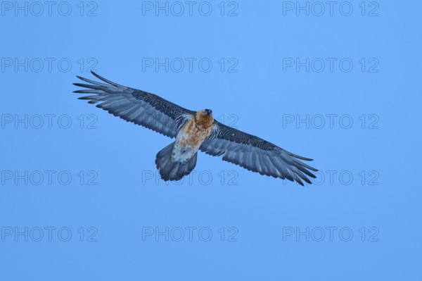 A bearded vulture with a large wingspan spreads its wings wide in the clear sky, bearded vulture