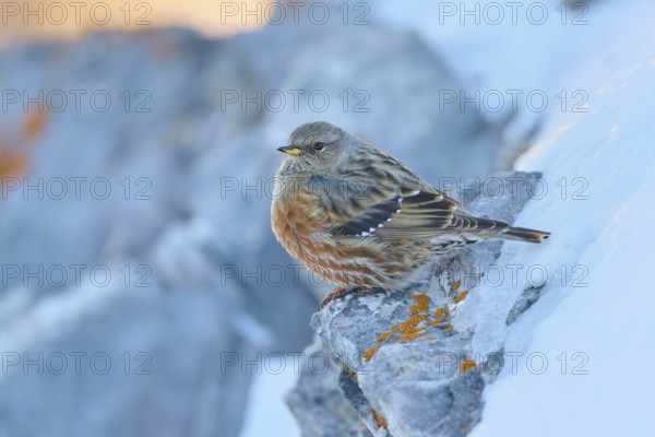 A bird sitting on a rock with orange-coloured lichen, Alpine Accentor (Prunella collaris), Gemmi