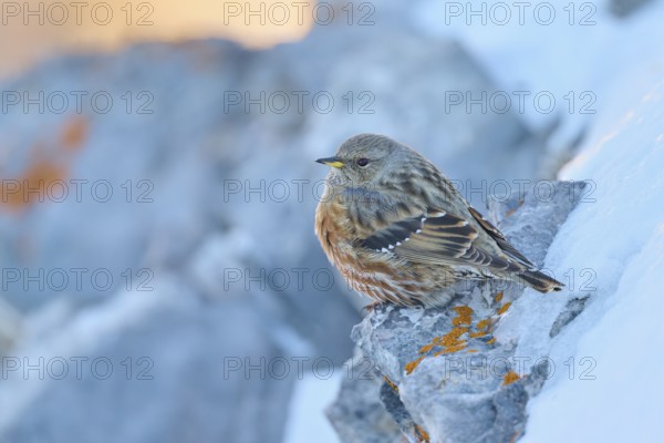 A bird sitting on a snow-covered rock in winter, Alpine Accentor (Prunella collaris), Gemmi Pass,