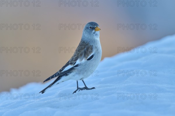 A bird standing in the snow, surrounded by a quiet winter atmosphere, Snowfinch (Montifringilla