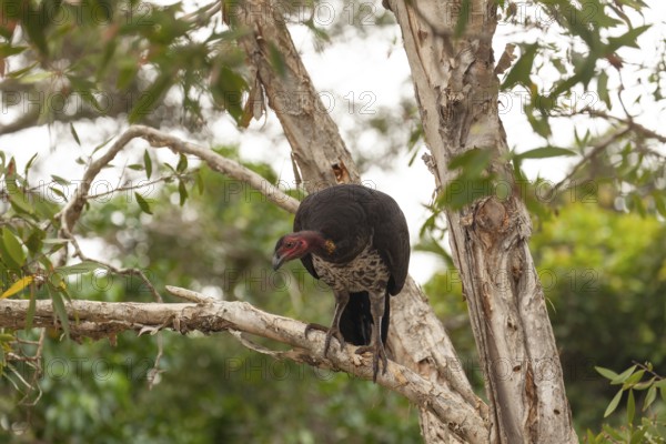 Daytime view of Australian bush turkey (Alectura lathami) on a tree at Broken Head Nature Reserve