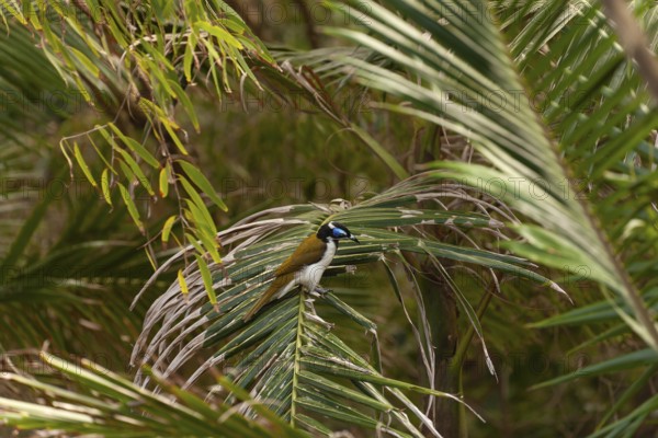 Daytime capture of blue eared bird (Entomyzon cyanotis) on a palm at Broken Head Nature Reserve