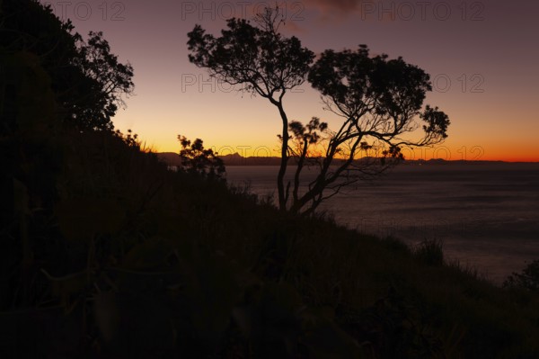 Evening red sky at Wategos Beach with tree on rocks and Mount Warning behind the hinterland, New