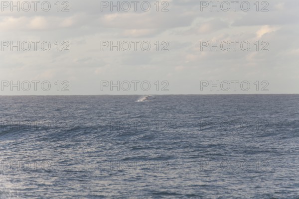 Migration view with whale jumping in the distant ocean. Humpback whale breaching, Cape Byron, New
