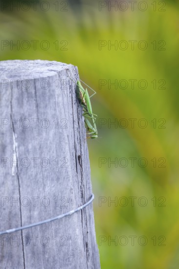 Large giant mantis resting on a wooden fence post in the outdoor light. Macro view, Byron Bay, New