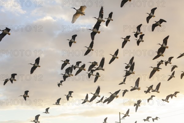 Large group of Australian white ibises (Threskiornis molucca) soaring across the blue sky. Flying