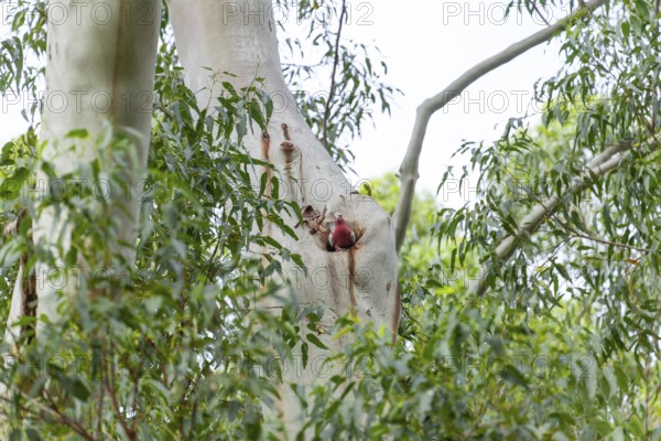 Cockatoo sitting in a eucalyptus tree hollow in the wild bush. Galah (Eolophus roseicapilla), Byron