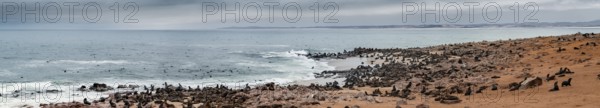Panorama, seal colony by the sea, fur seal, Cape fur seal (Arctocephalus pusillus), Cape Cross,