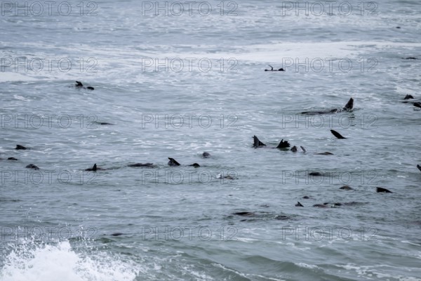 Seal colony, fur seals in the sea, Cape fur seal (Arctocephalus pusillus), Cape Cross, Atlantic