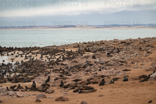 Seal colony by the sea, fur seal, Cape fur seal (Arctocephalus pusillus), Cape Cross, Atlantic