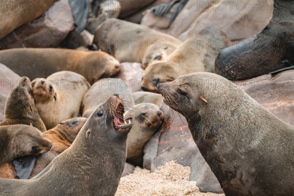 Male fur seals fighting for territory, Cape fur seal (Arctocephalus pusillus), Cape Cross, Atlantic