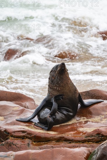 Fur seal, Cape fur seal (Arctocephalus pusillus), Cape Cross, Atlantic coast, Namibia