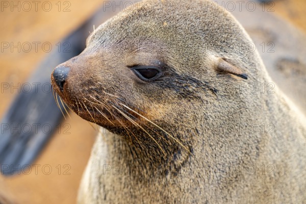 Animal portrait, fur seal, Cape fur seal (Arctocephalus pusillus), Cape Cross, Atlantic coast,