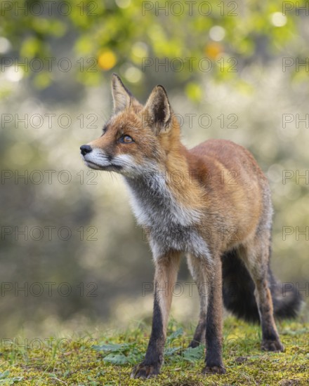 Attentive fox (Vulpes vulpes) on a tree, Zandvoort, Netherlands