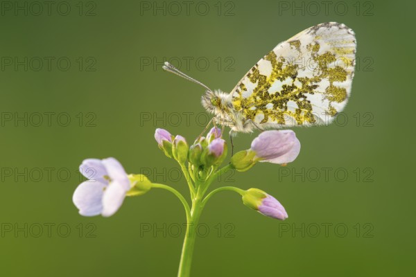 Aurora butterfly (Anthocharis cardamines) on meadowfoam, Oldenburger Münsterland, Vechta, Lower