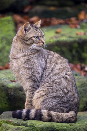 Wildcat (Felis silvestris), Neuhaus im Solling, Lower Saxony, Germany