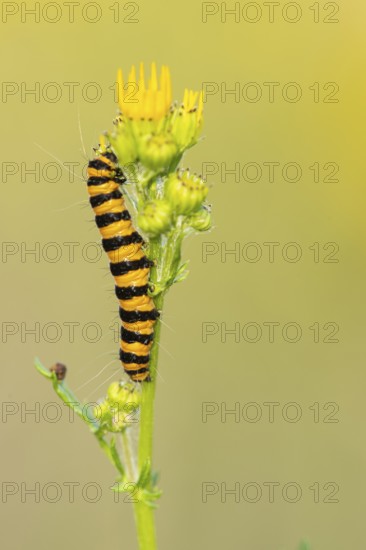 St James' ragwort (Tyria jacobaeae), caterpillar on St James' ragwort, Ahlhorn, Lower Saxony,