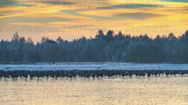 Cranes (Grus grus) roosting on the ice in the moor, Goldenstedt, Lower Saxony, Germany