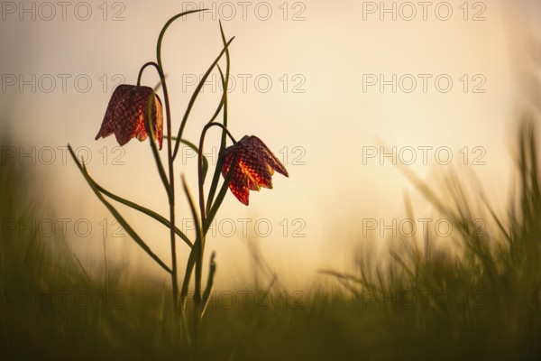 Snake's Head Fritillary (Fritillaria meleagris) in a wet meadow in spring, Berne, Lower Saxony,
