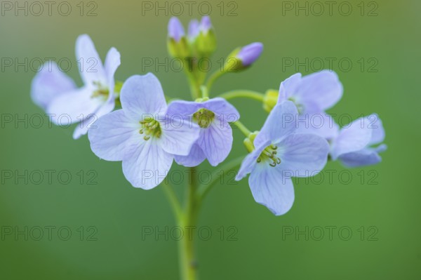 Flowering meadow foamwort (Cardamine pratensis) in spring in a wet meadow, Vechta, Lower Saxony,