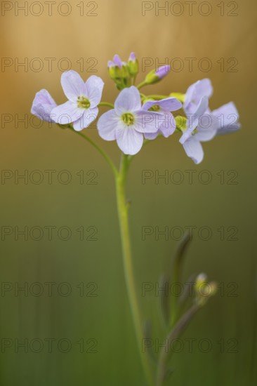 Flowering meadow foamwort (Cardamine pratensis) in spring in a wet meadow, Vechta, Lower Saxony,