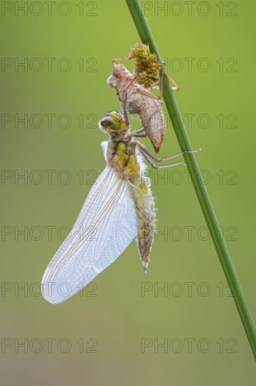 Methamorphosis of a four-spot (Libellula quadrimaculata), dragonfly, Oldenburger Münsterland, moor,