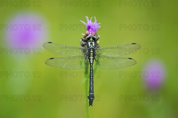 Common Club-tail (Gomphus vulgatissimus), Oldenburger Muensterland, Goldenstedt, Lower Saxony,