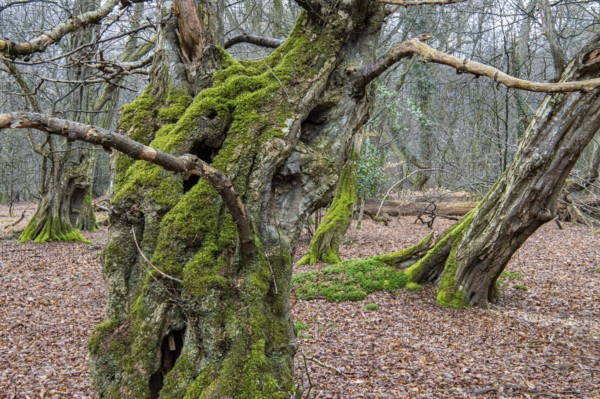 Old trees with dead wood in the Hudewald Urwald tree trail in the Ahlhorner Fischteiche nature