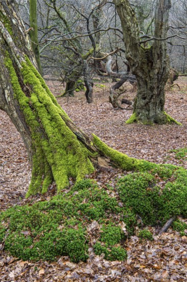 Old trees with dead wood in the Hudewald Urwald tree trail in the Ahlhorner Fischteiche nature