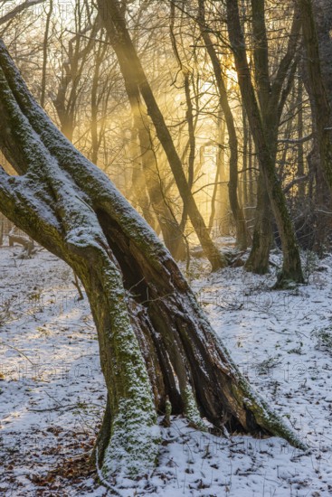 Winter in the jungle tree trail with ancient trees in the Ahlhorner Fischteiche nature reserve,