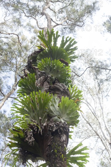 Platycerium fern in swamp at Byron Bay, New South Wales, Australia