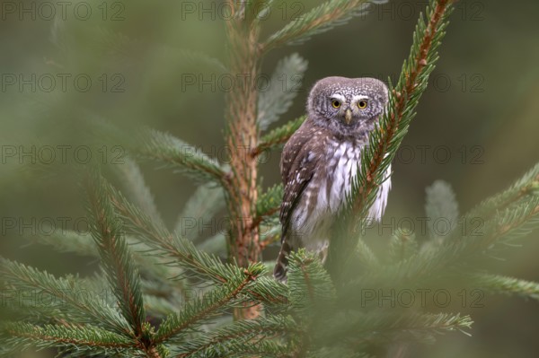 Pygmy Owl (Glaucicium passerinum), sitting on a spruce tree, Pillberg, Pill, Tyrol, Austria