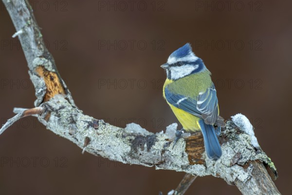 Blue tit (Parus caeruleus), sitting on a branch, Terfens, Tyrol, Austria