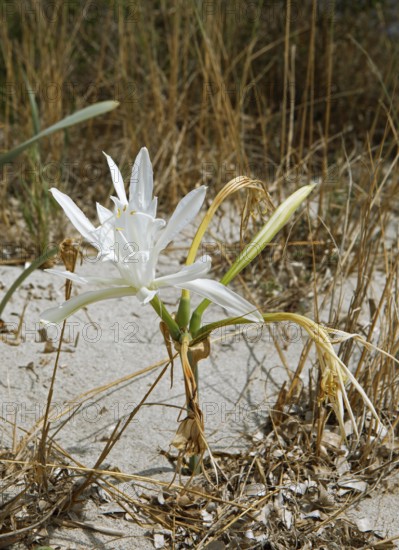 Beach Lily or Dune Daffodil (Pancratium maritimum) on the sandy beach Plage de Tamarone, Cap Corse,