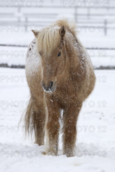 Icelandic horse (Equus islandicus) covered with snow and ice in winter in a snowstorm,