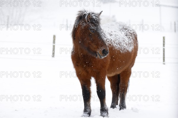 Icelandic horse (Equus islandicus) covered with snow and ice in winter in a snowstorm,