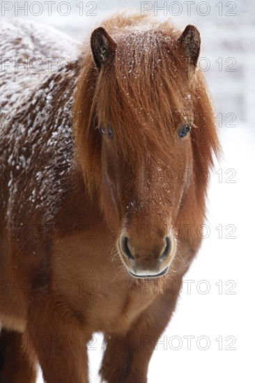 Icelandic horse (Equus islandicus) covered with snow in winter, chestnut mare, Schleswig-Holstein,
