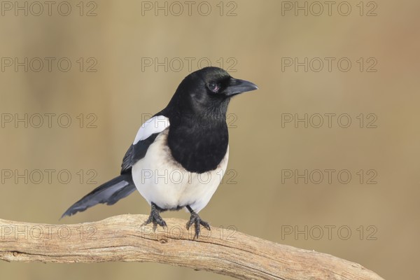 Magpie, (Pica pica) sitting on a branch with black and white feathers, wildlife, corvid, nature