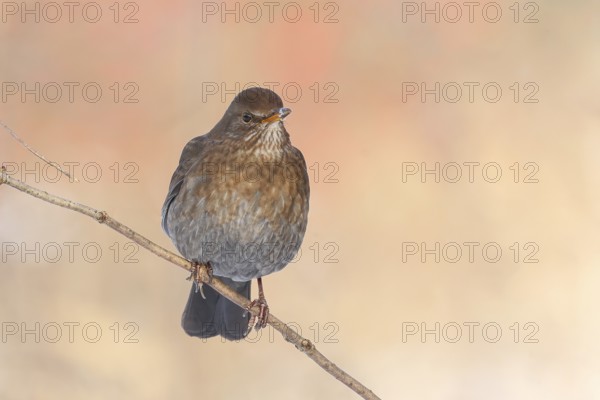 Blackbird (Turdus merula), female, sitting on a thin branch, wildlife, winter, animals, birds,