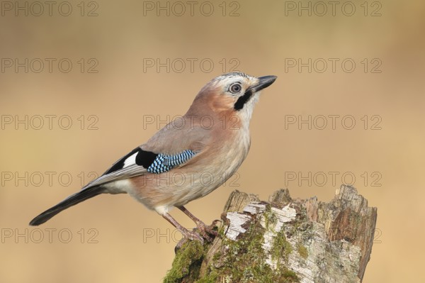 Eurasian Jay (Garrulus glandarius) sitting on a birch overgrown with moss, wildlife, corvid, nature