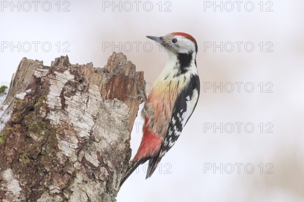 Middle spotted woodpecker (Dendrocopos medius) on an old birch tree overgrown with moss, Wildlife,