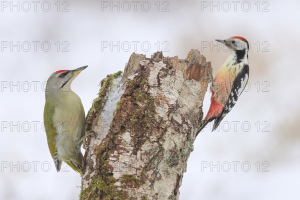Grey-headed woodpecker (Picus canus), or lesser spotted woodpecker, male and middle spotted