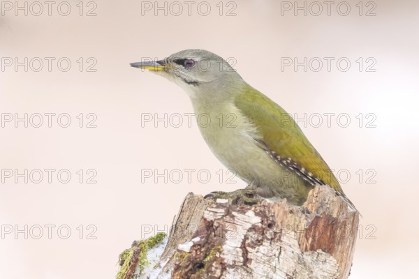 Grey-headed woodpecker (Picus canus), or great spotted woodpecker, female at a birch tree,