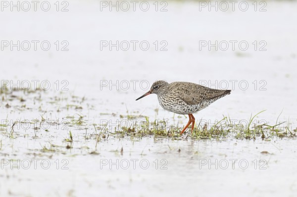 Redshank (Tringa totanus) standing on a flooded meadow in the morning mist, snipe bird, spring,