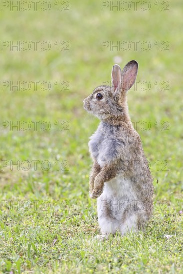 Wild rabbit (Oryctolagus cuniculus), sitting in a meadow, making mate, erect, fully grown, alert,