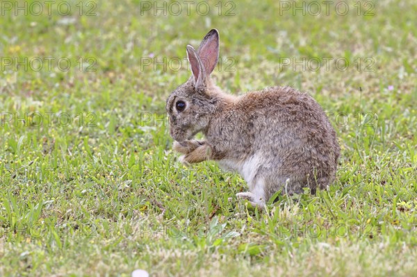 Wild rabbit (Oryctolagus cuniculus), sitting in a meadow and cleaning itself, fully grown, alert,