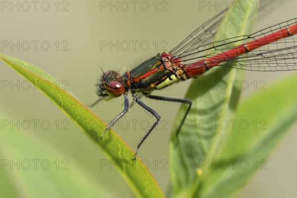 Large red damselfly (Pyrrhosoma nymphula) adult insect resting on a plant leaf in summer, England,
