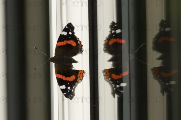 Red admiral butterfly (Vanessa atalanta) adult insect on a house conservatory window frame in