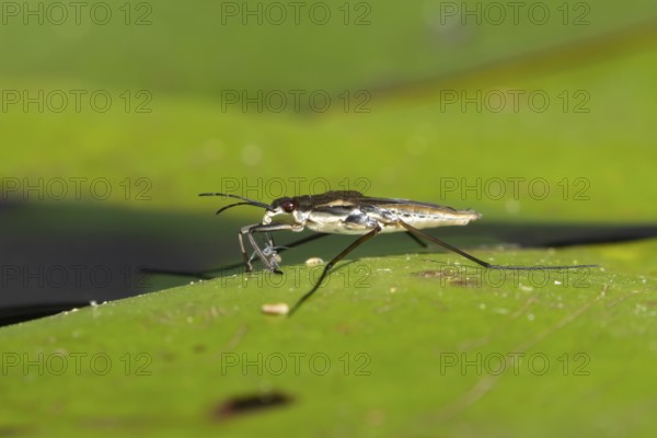 Common pond skater (Gerris lacustris) adult insect feeding on an aphid on a water lily pad or leaf