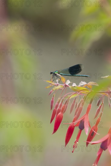 Banded demoiselle damselfly (Calopteryx splendens) adult male insect on a garden flowering Fuchsia